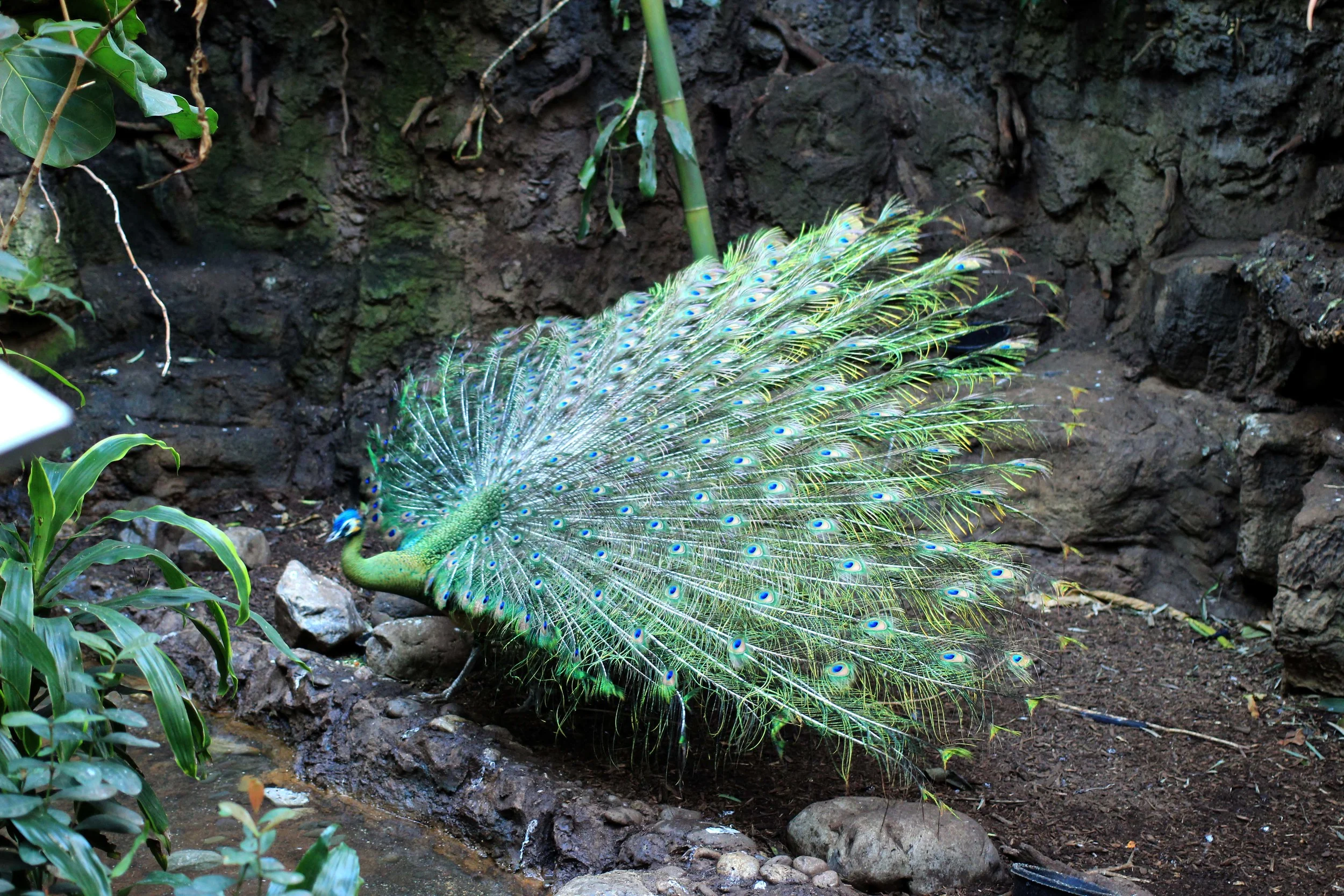2023年マダガスカルCENTRAL PARK ZOOのフェーブ 陶器 置物 Park
